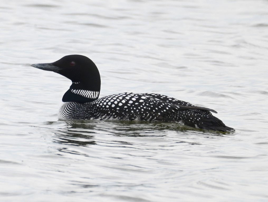 Plongeon huard - ML617255469