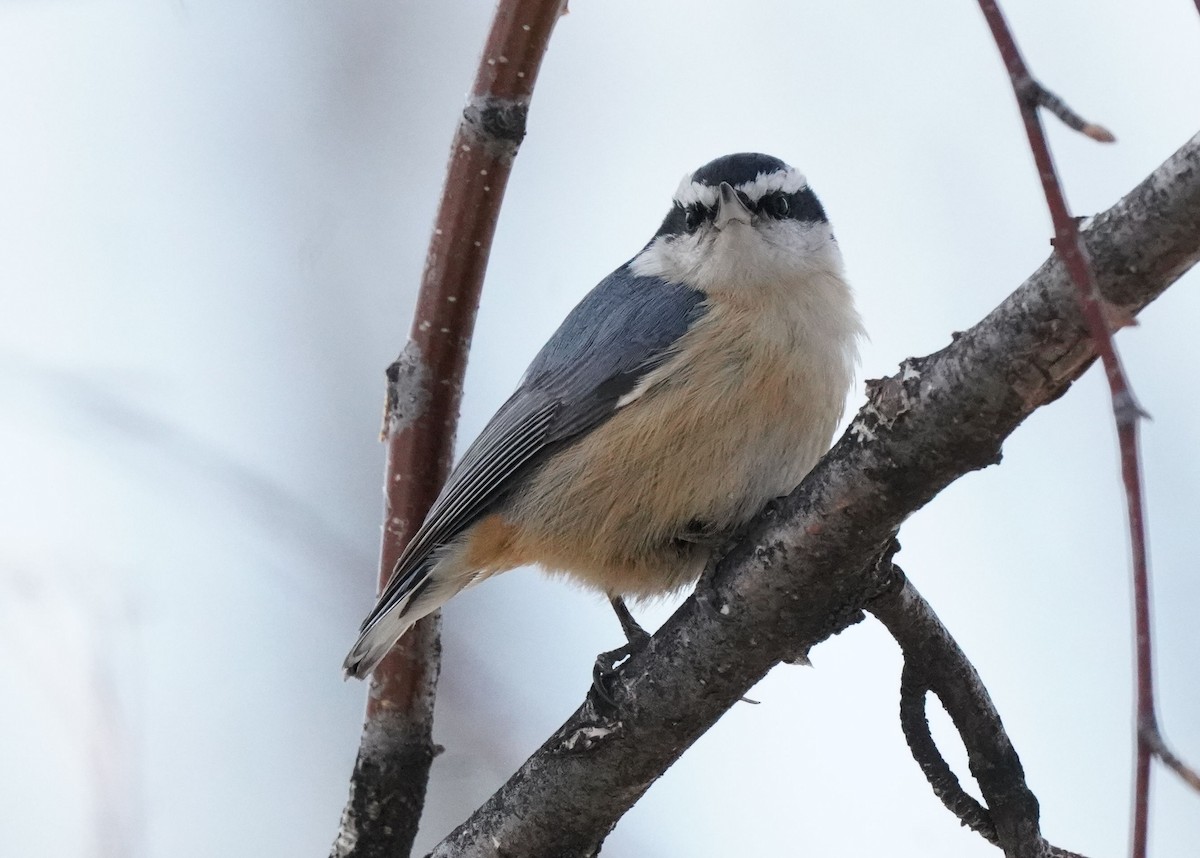 Red-breasted Nuthatch - ML617255470