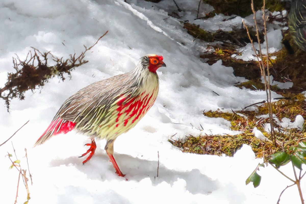 Blood Pheasant - Vikram S