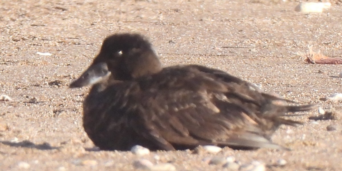 Surf Scoter - ML617255508