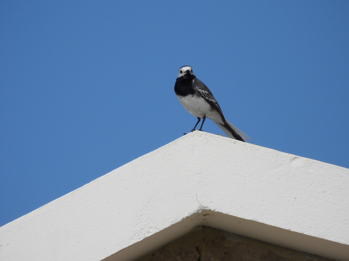 White Wagtail - ML617255516