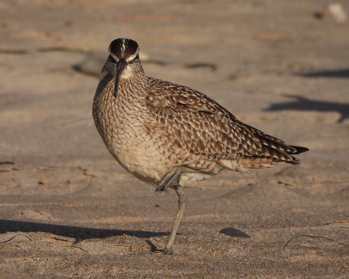 koliha malá (ssp. hudsonicus) - ML617255518