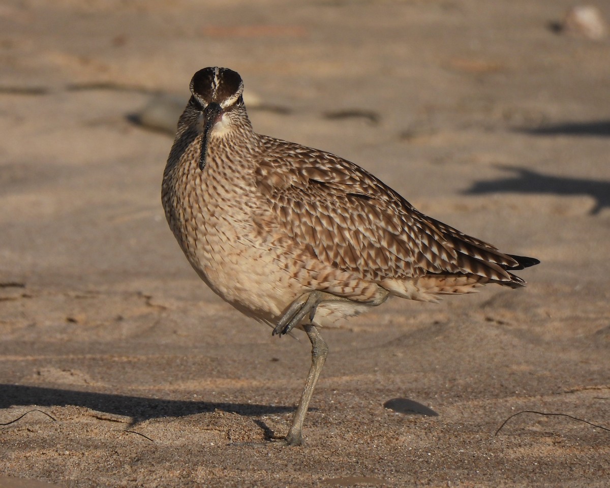 Whimbrel - Michael I Christie