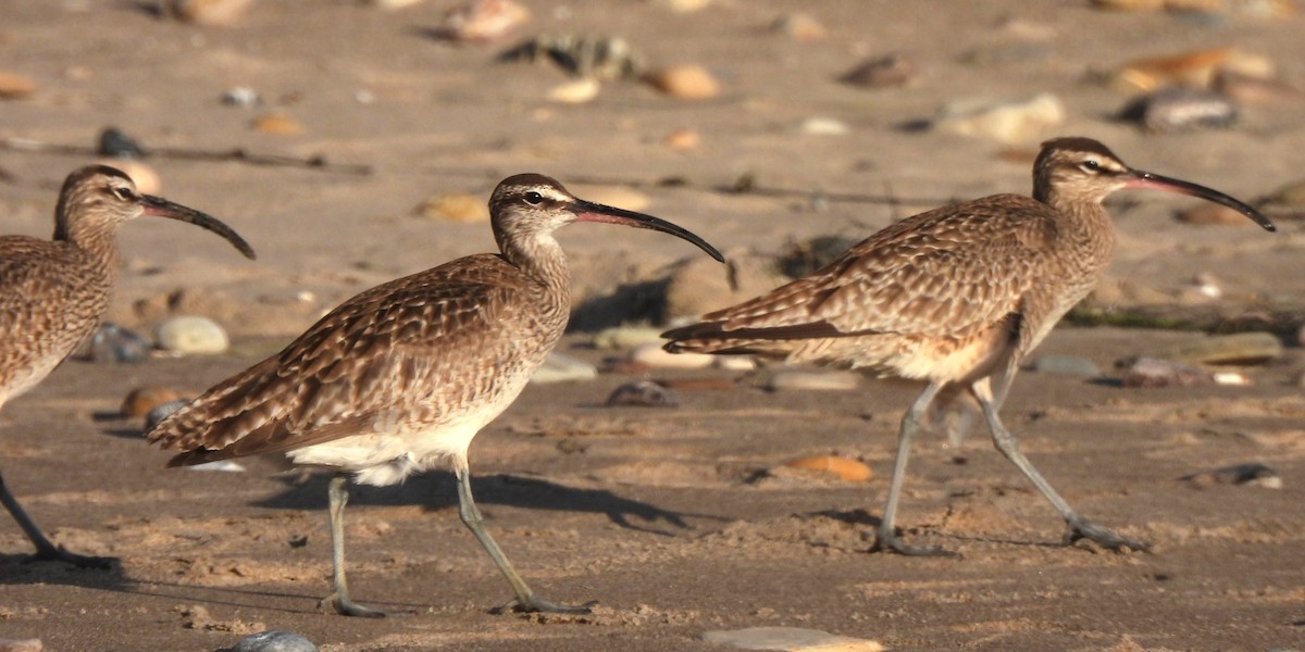 Whimbrel - Michael I Christie