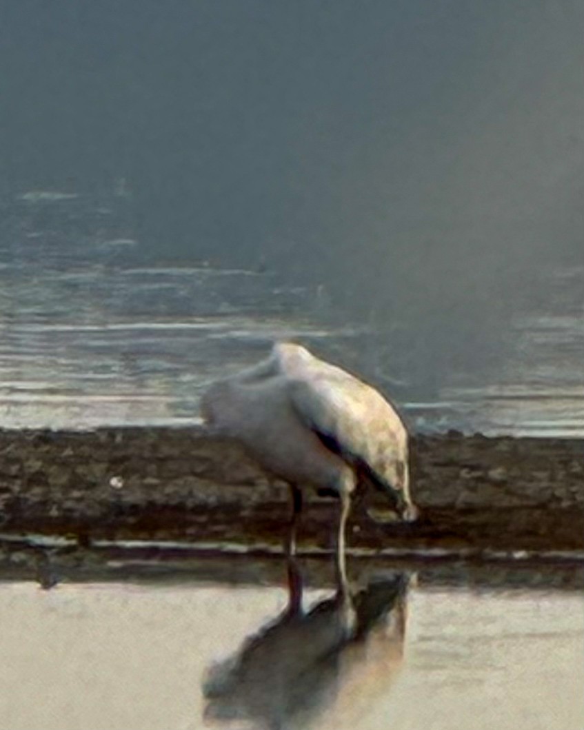 Great White Pelican - Kousha Zavareh