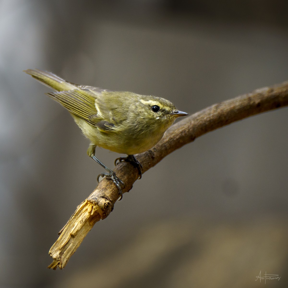 Green Warbler - Anu Parthasarathy
