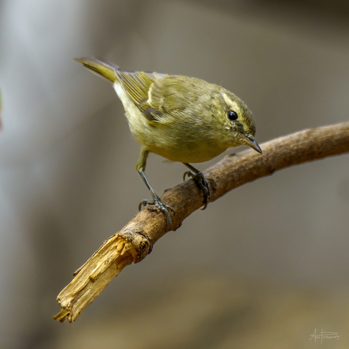 Green Warbler - Anu Parthasarathy