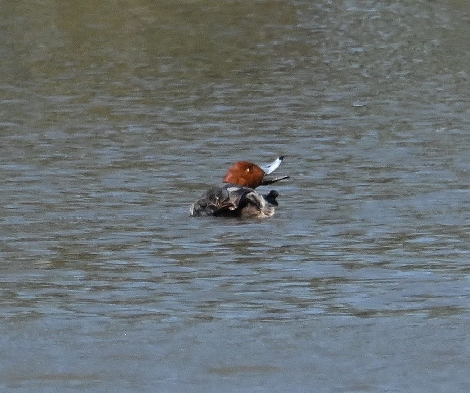 Fuligule à tête rouge - ML617255652