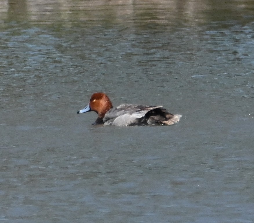 Fuligule à tête rouge - ML617255659