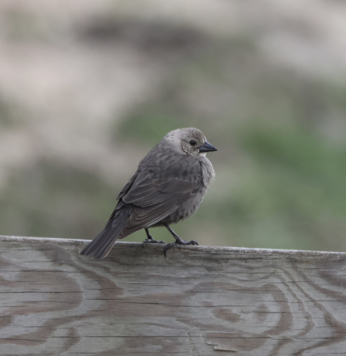 Brown-headed Cowbird - Ross Sormani