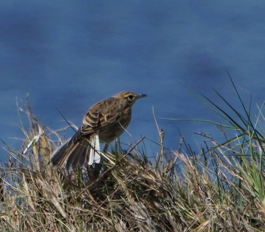 Australian Pipit - Ian Kerr