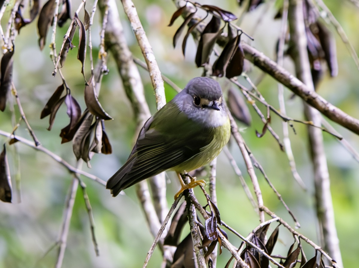 Pale-yellow Robin - Rebel Warren and David Parsons