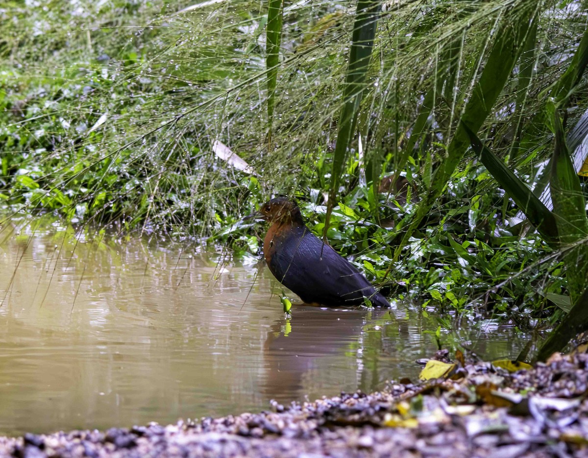 Red-necked Crake - Rebel Warren and David Parsons