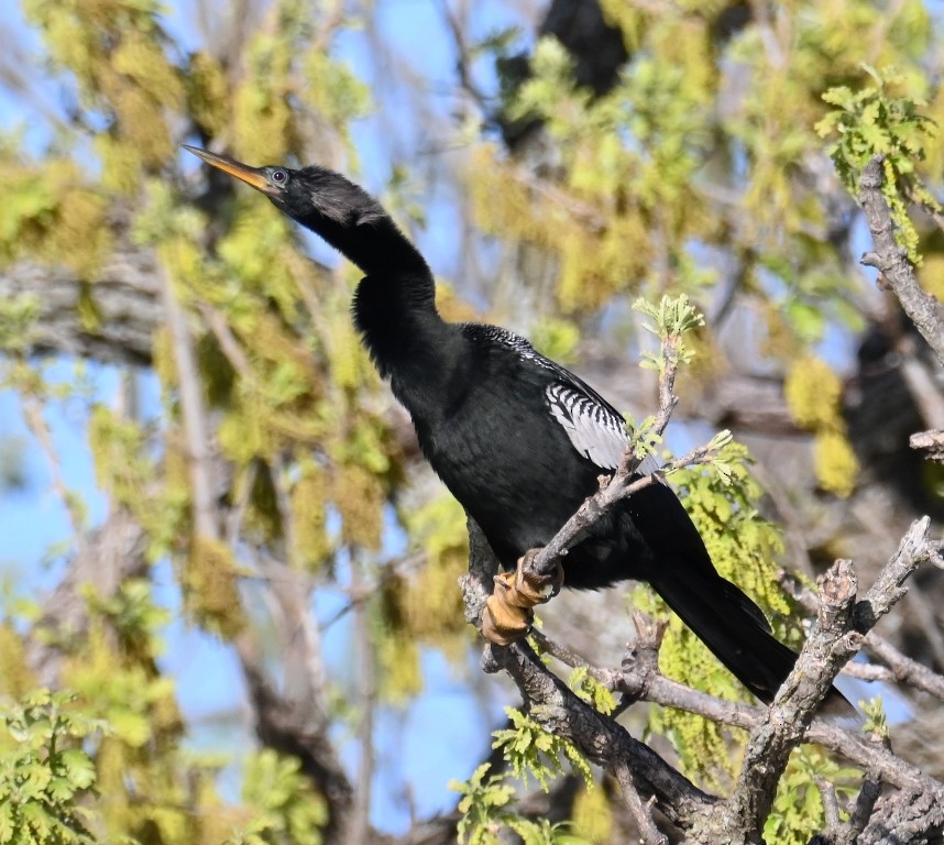 Amerika-Schlangenhalsvogel - ML617255709