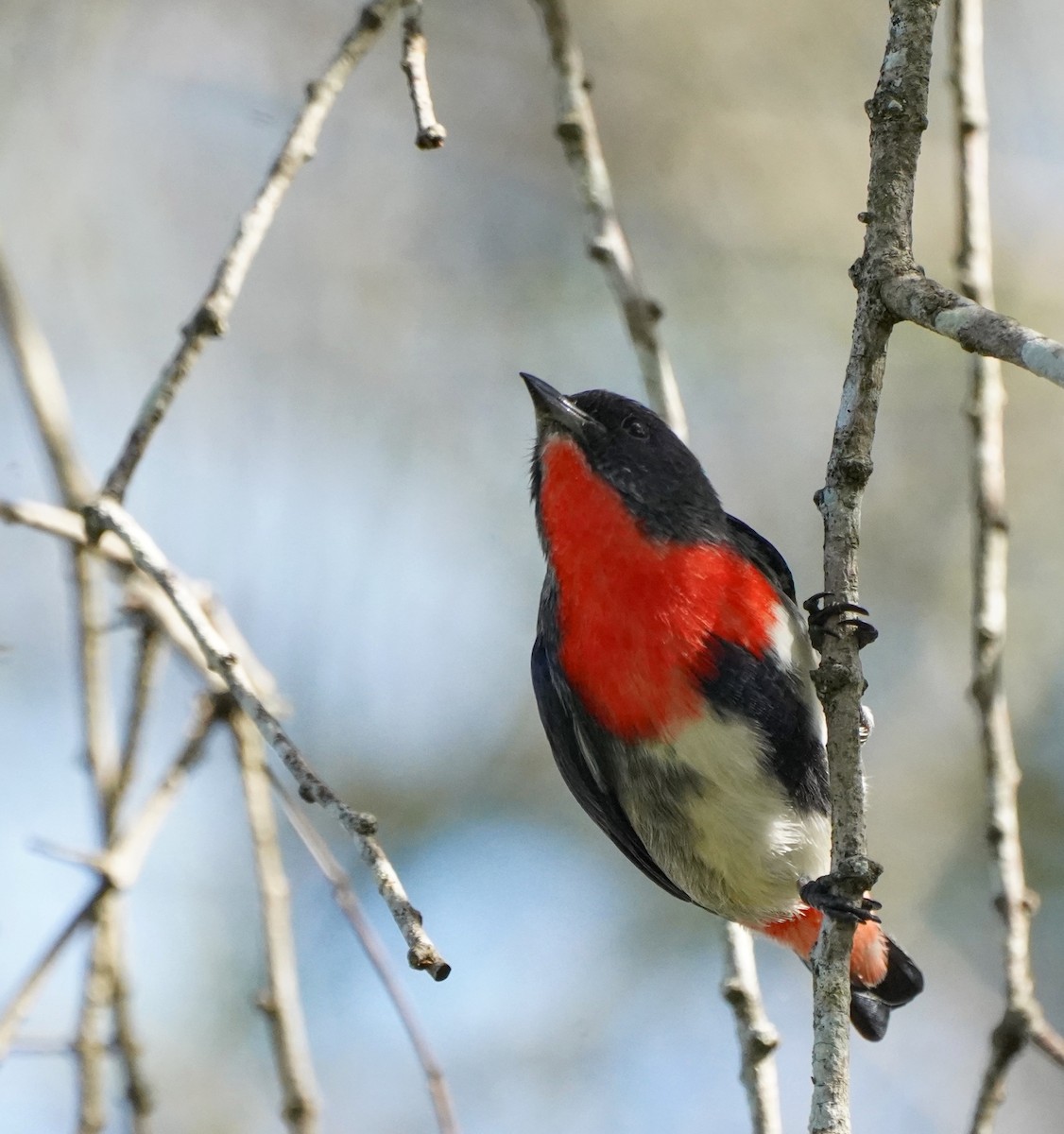 Mistletoebird - ML617255721