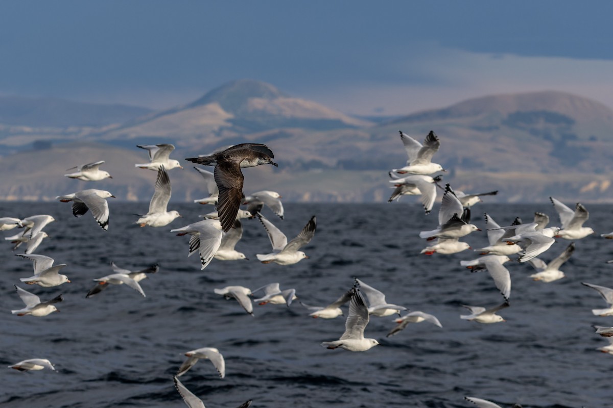 Буревісник Бюлера - ML617255744