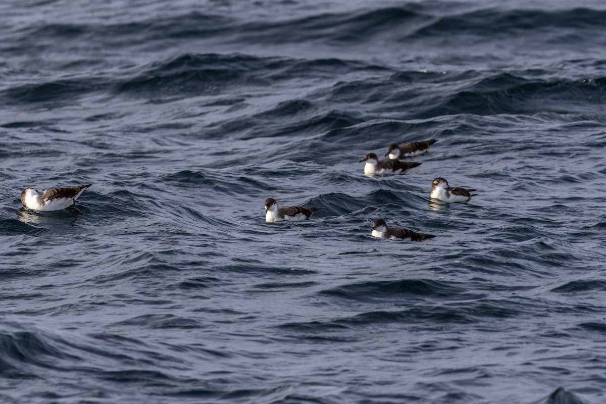 Буревісник Бюлера - ML617255745