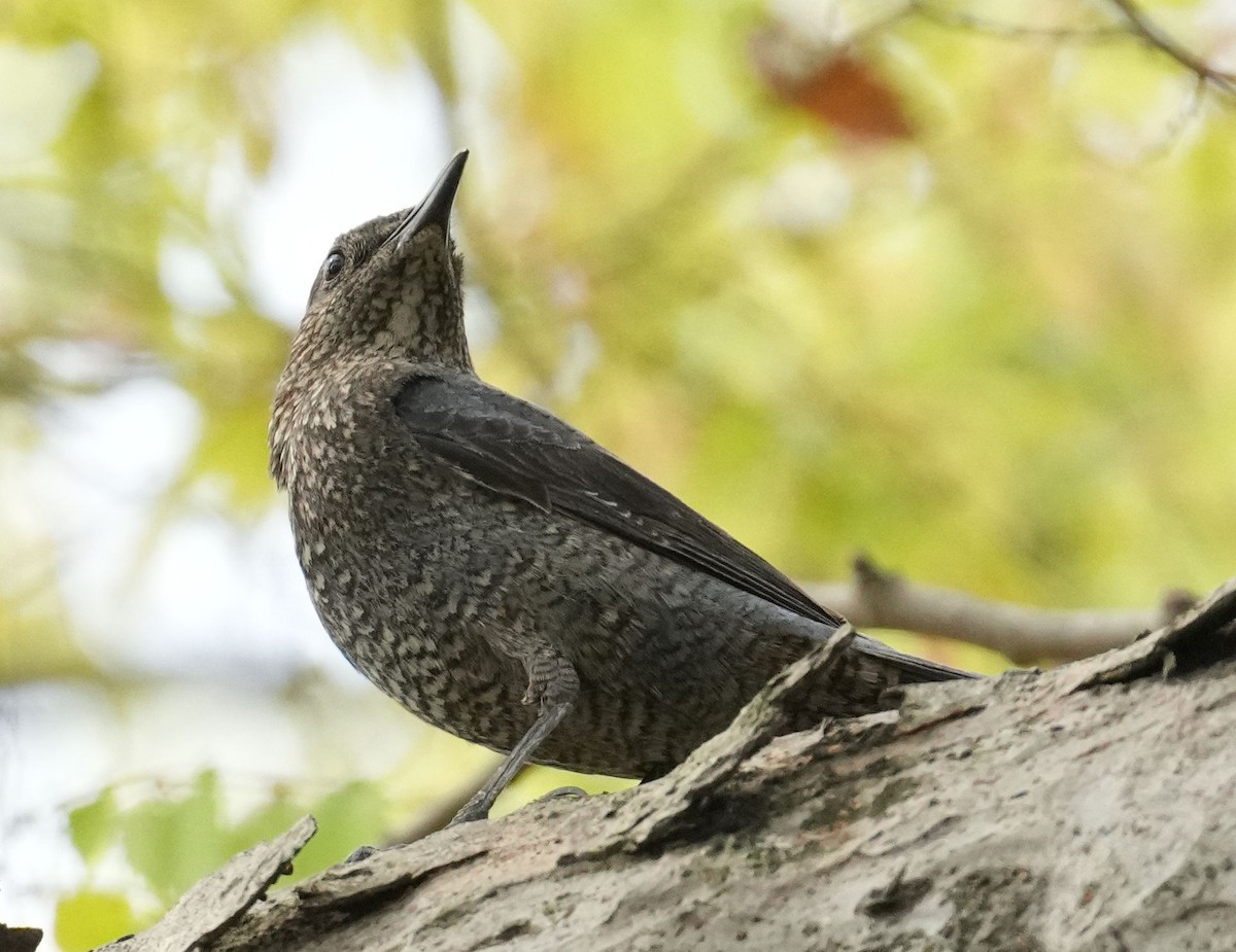 Blue Rock-Thrush - Anonymous