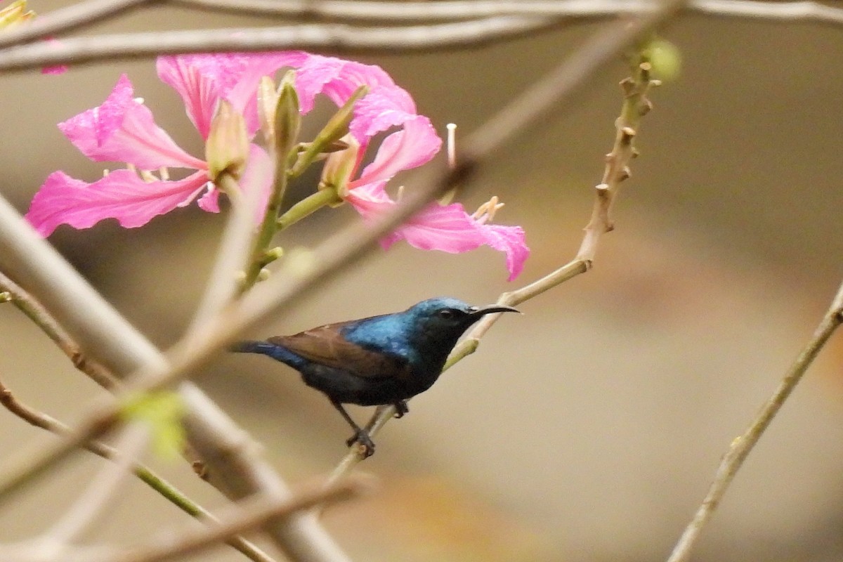 Purple Sunbird - ML617255836