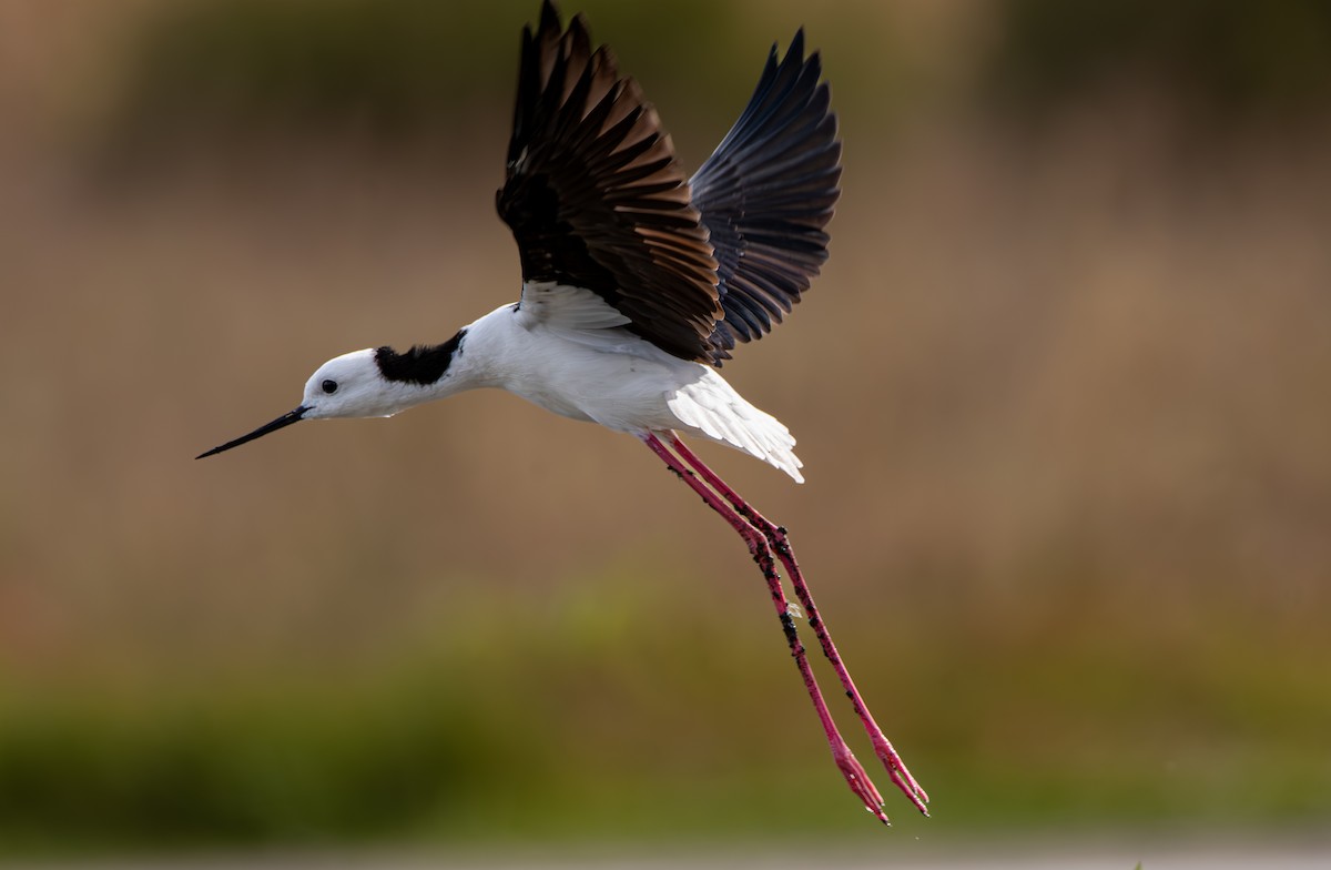 Pied Stilt - Paul Weber