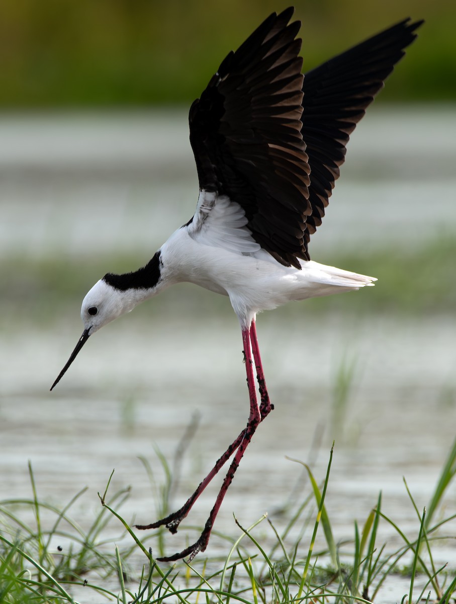 Pied Stilt - Paul Weber