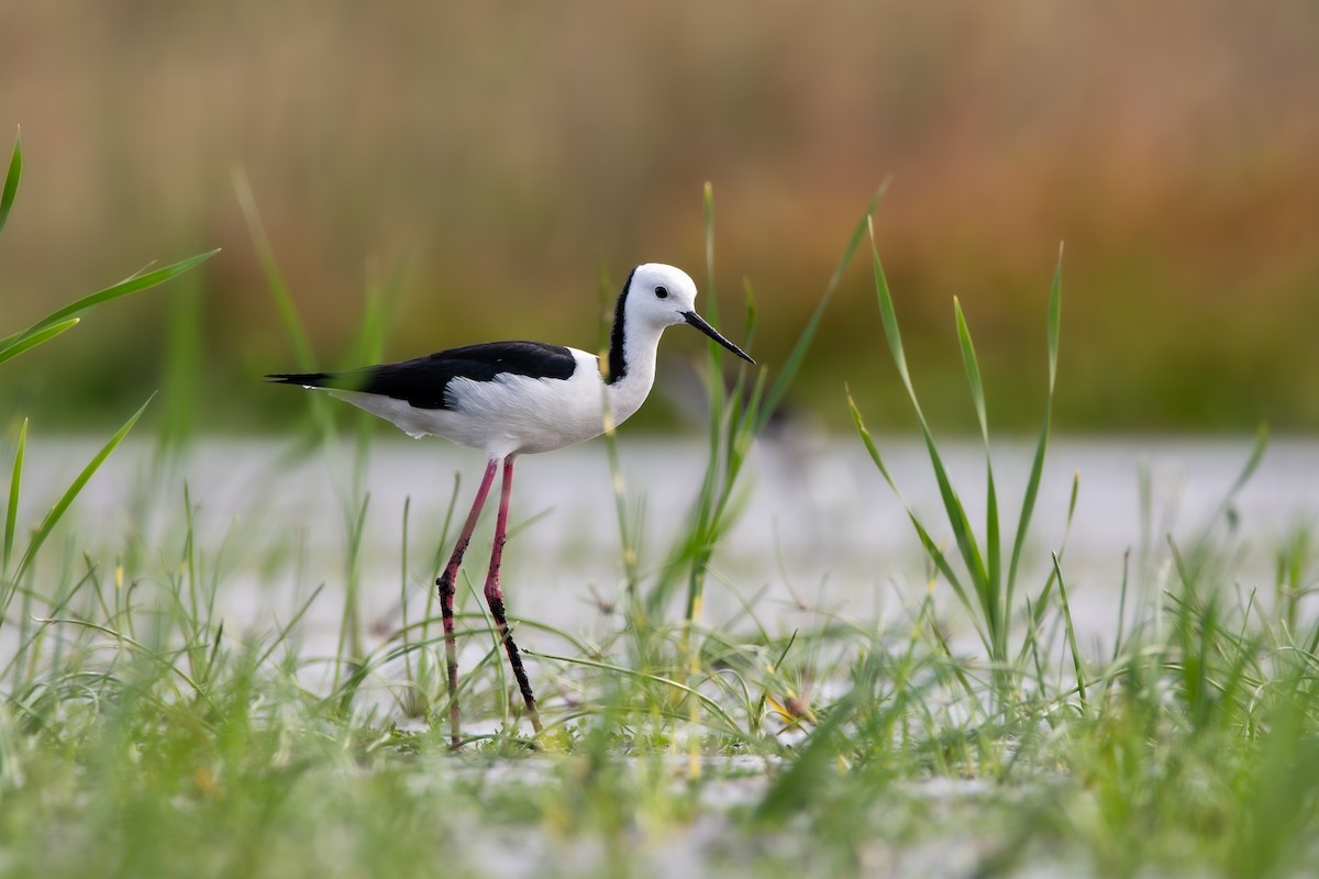 Pied Stilt - ML617255894