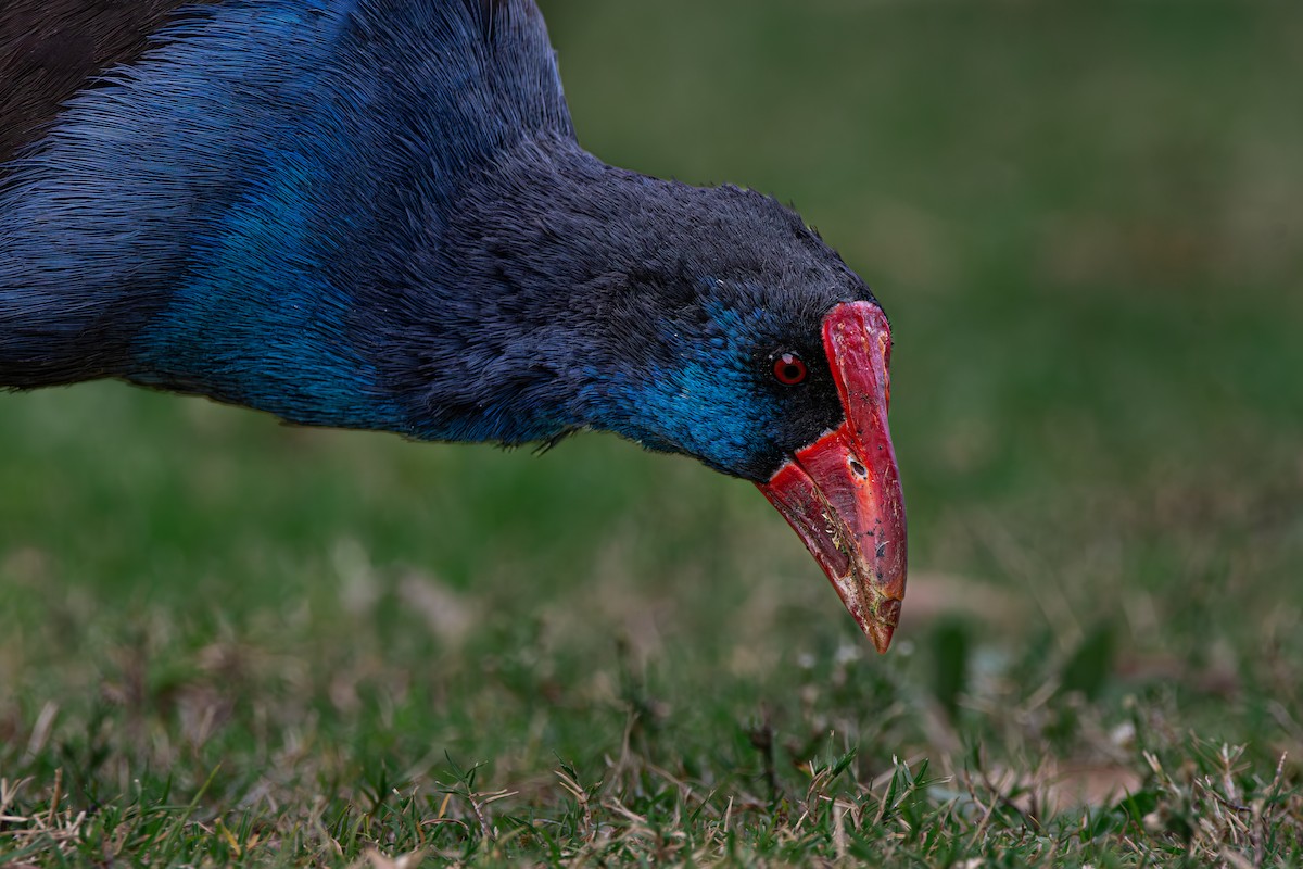 Australasian Swamphen - Paul Weber