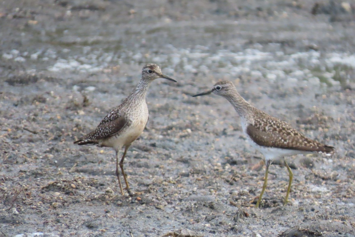 Wood Sandpiper - ML617255933