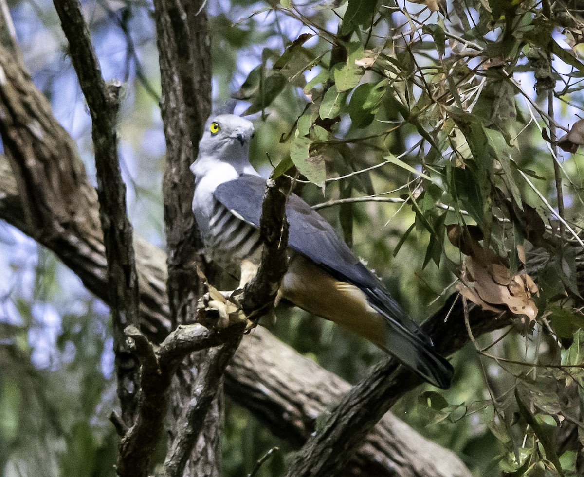 Pacific Baza - ML617255934