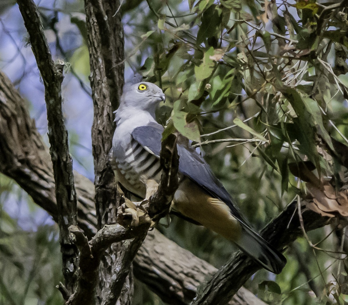 Pacific Baza - ML617255935