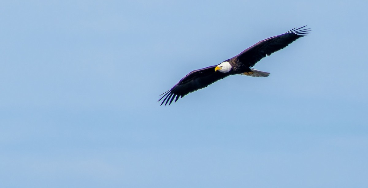 Bald Eagle - ML617255947