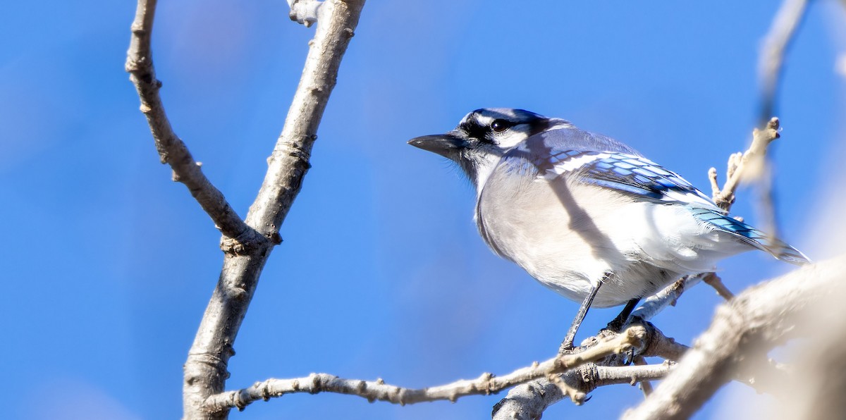 Blue Jay - ML617255955