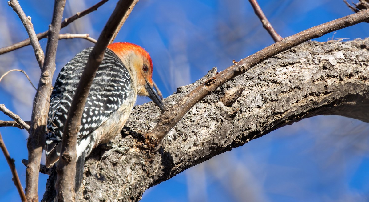 Red-bellied Woodpecker - Tara Plum