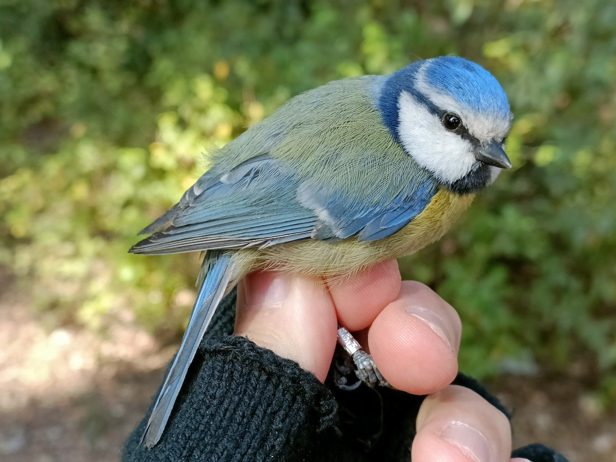 Eurasian Blue Tit - Pep Cantó