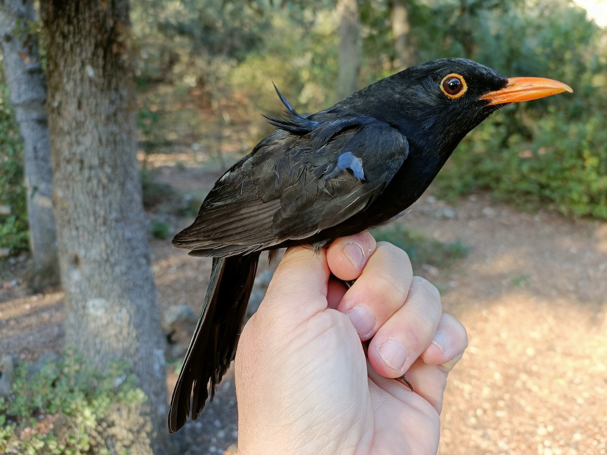 Eurasian Blackbird - Pep Cantó