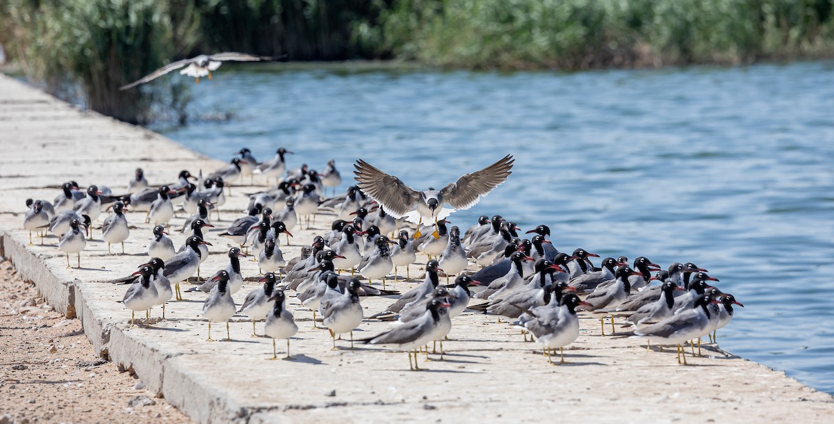 Gaviota Ojiblanca - ML617256082