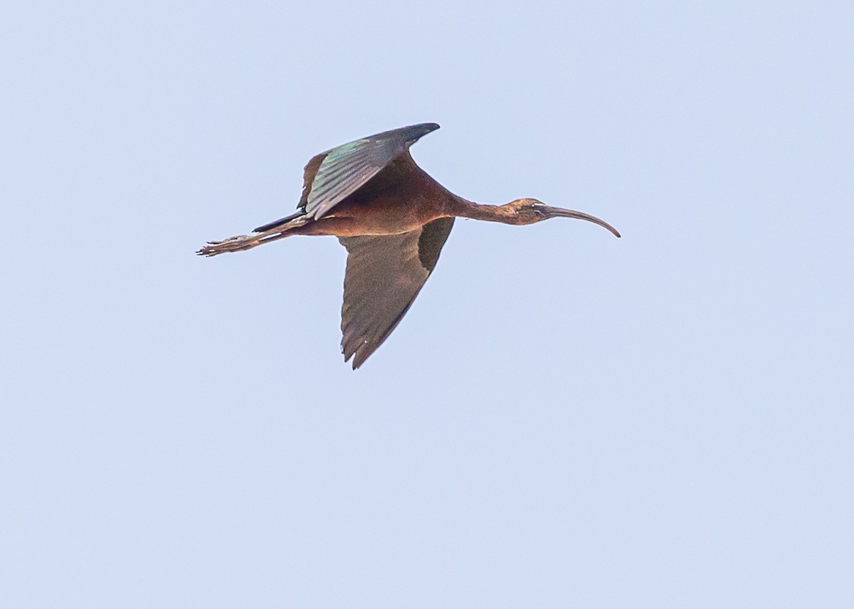 Glossy Ibis - Georgina Cole