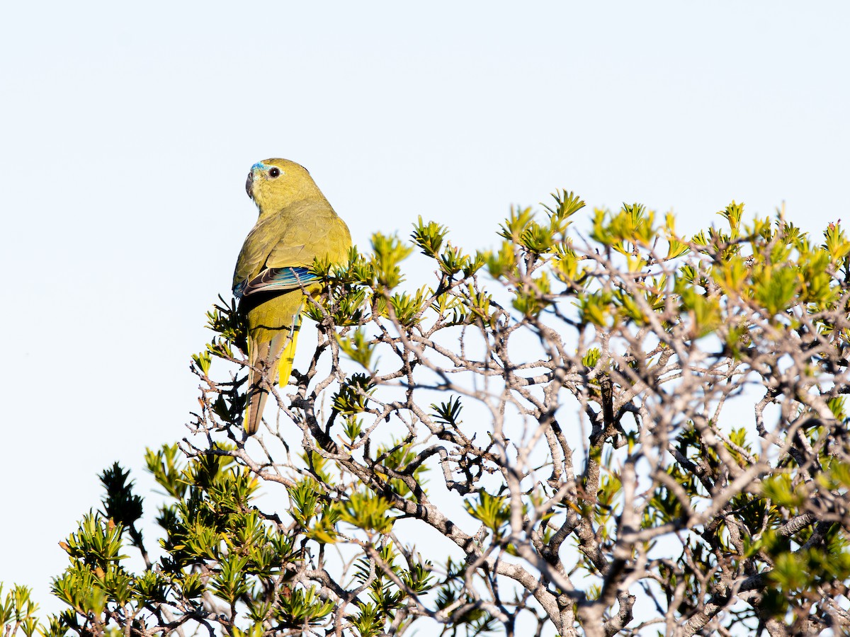 Rock Parrot - ML617256106