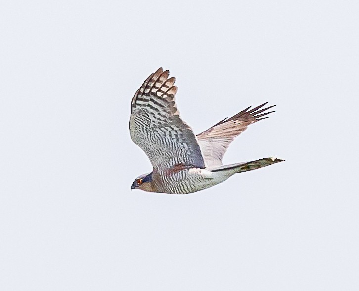 Eurasian Sparrowhawk - ML617256111