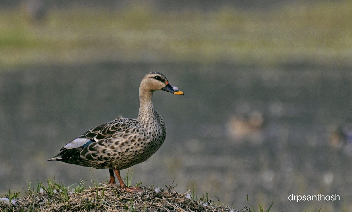 Indian Spot-billed Duck - santhosh kumar