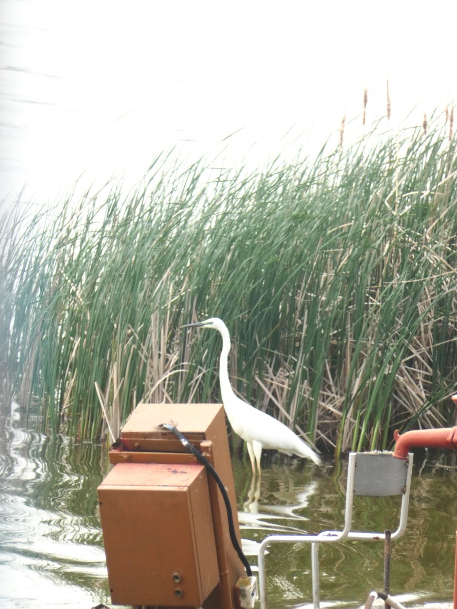 Great Egret - ML617256165