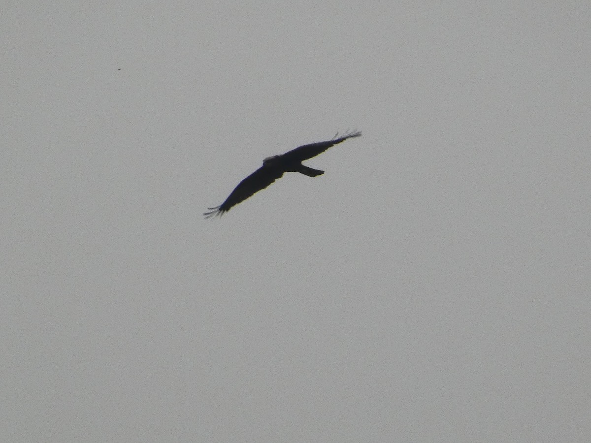 Western Marsh Harrier - ML617256168