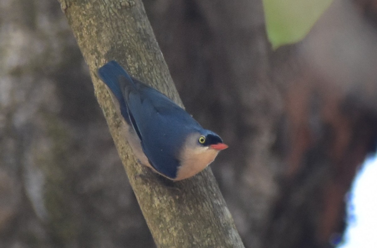 Velvet-fronted Nuthatch - ML617256177