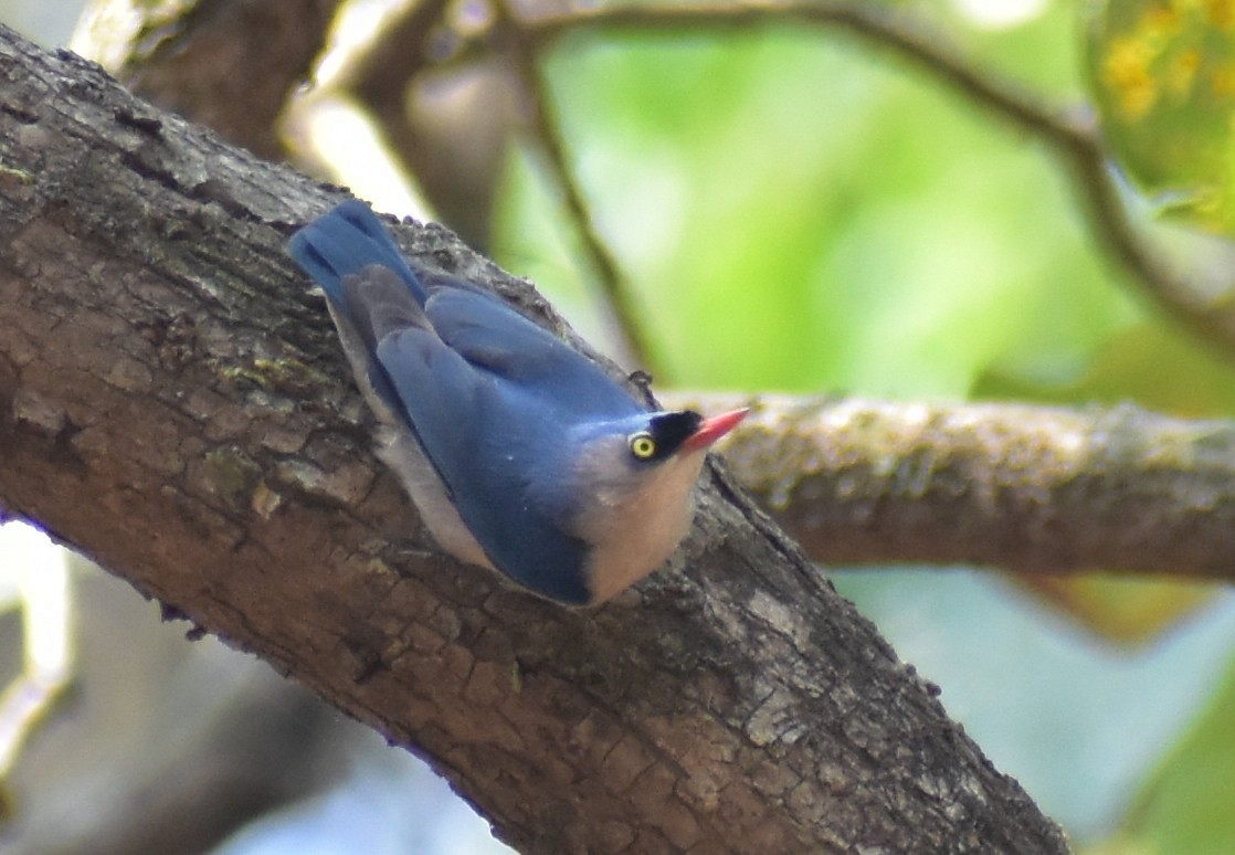 Velvet-fronted Nuthatch - ML617256179