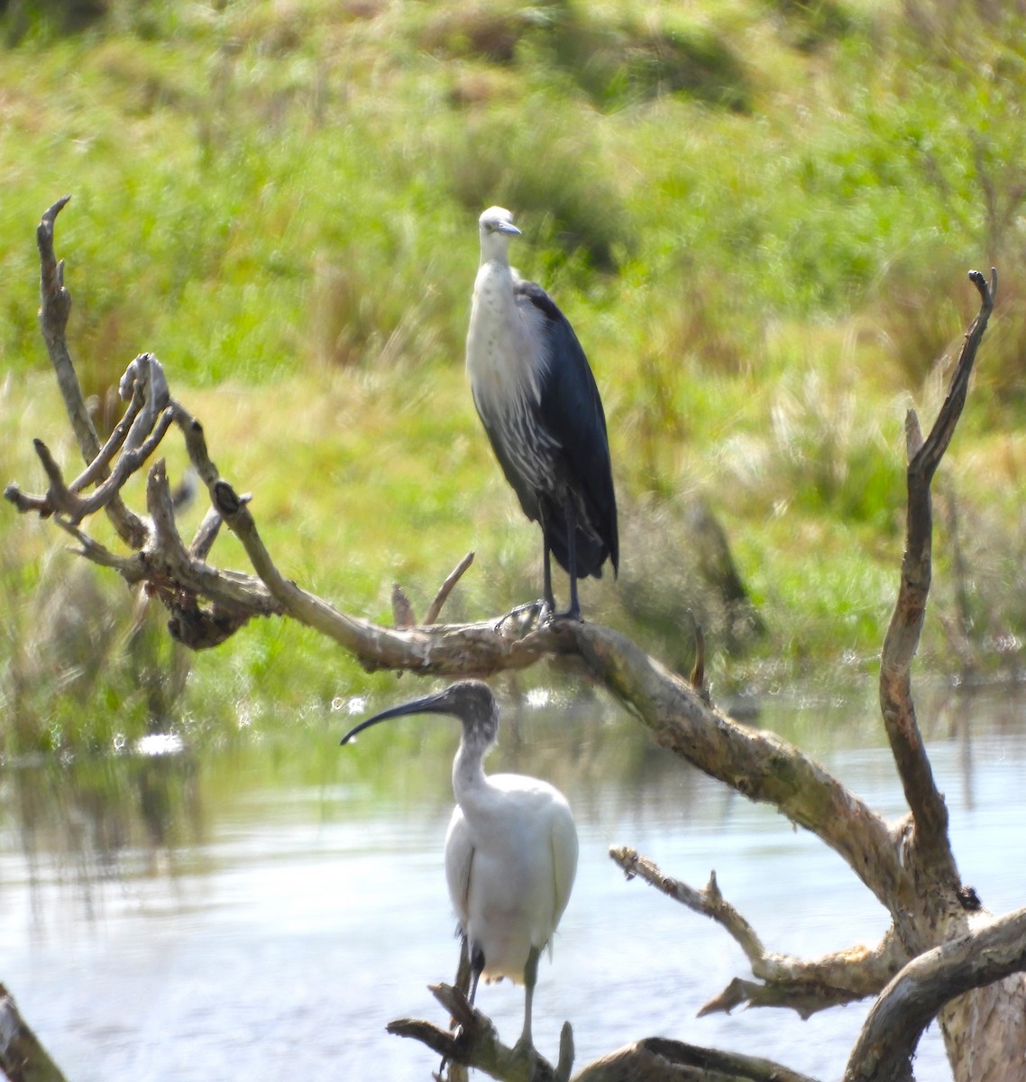 Pacific Heron - stephen gallivan