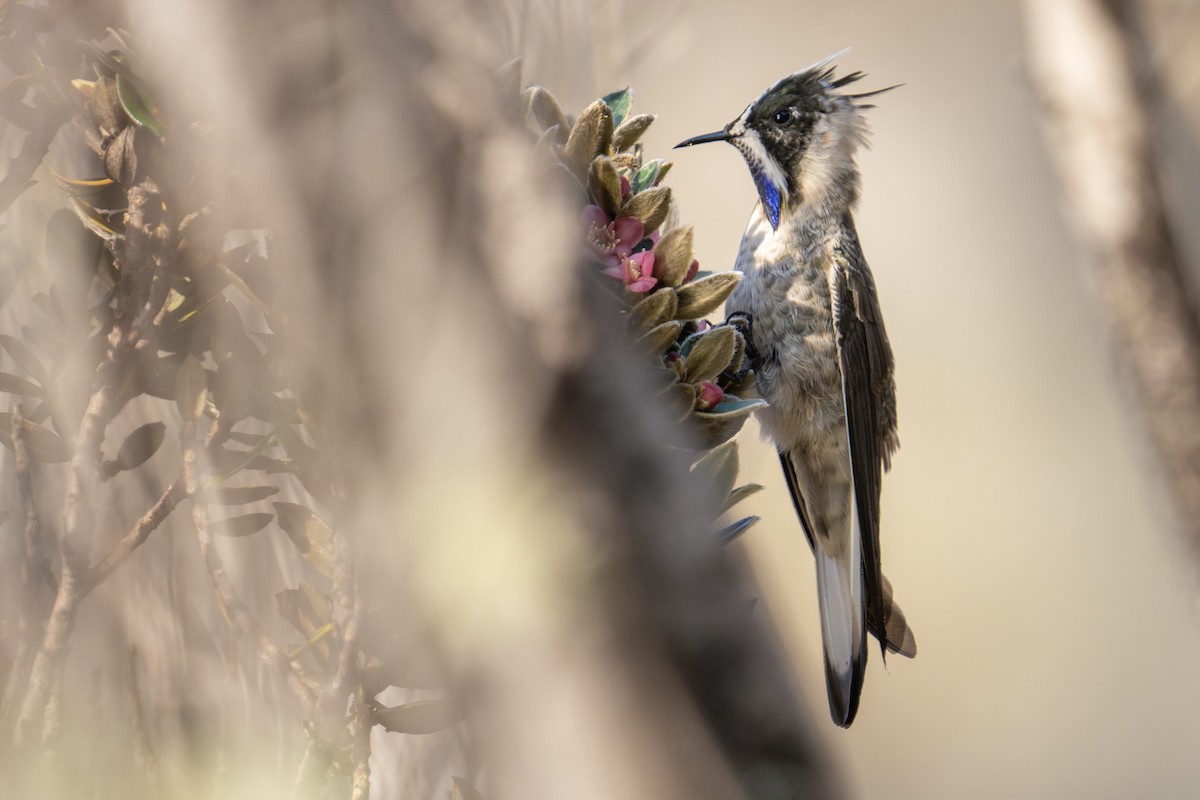 Blue-bearded Helmetcrest - ML617256230