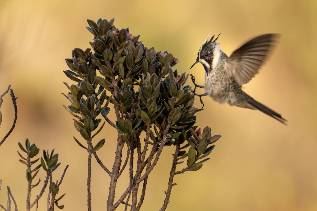 Blue-bearded Helmetcrest - ML617256233