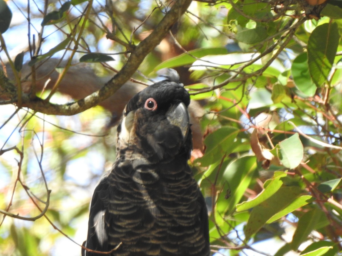 Baudin's Black-Cockatoo - Mark Ley