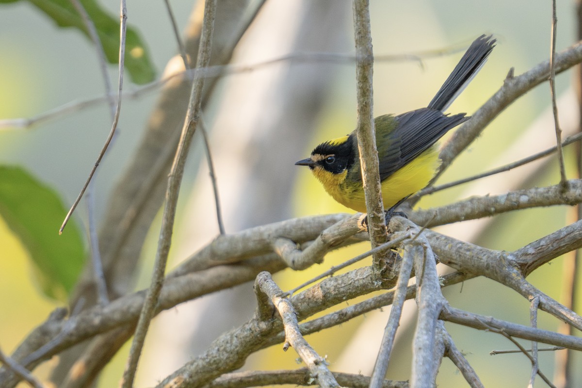 Yellow-crowned Redstart - ML617256280