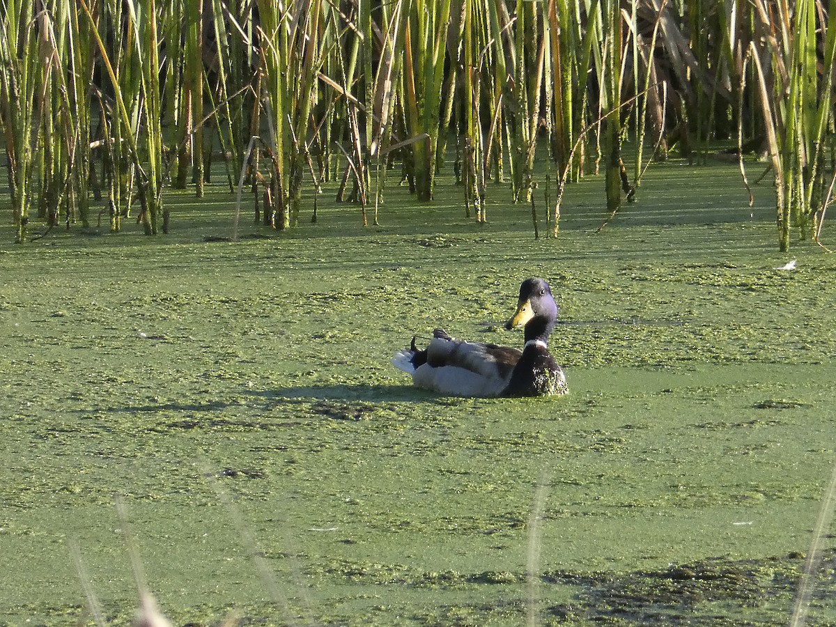 kachna divoká - ML617256308